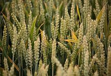 11. Sonntag im Jahreskreis (Lesejahr B)