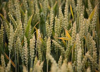 11. Sonntag im Jahreskreis (Lesejahr B)