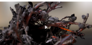 Die Fastenzeit erklärt – Pfr. Eschenbacher bei tvm