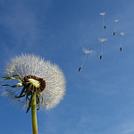 dandelion-g901d68057_1280
