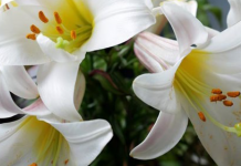 Konzert im Marienmonat Mai