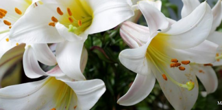 Konzert im Marienmonat Mai