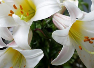 Konzert im Marienmonat Mai